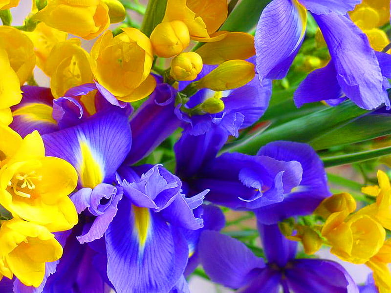 Spring up close, crocus, flowers, yellow, sunny, garden, spring, blue, iris, HD wallpaper