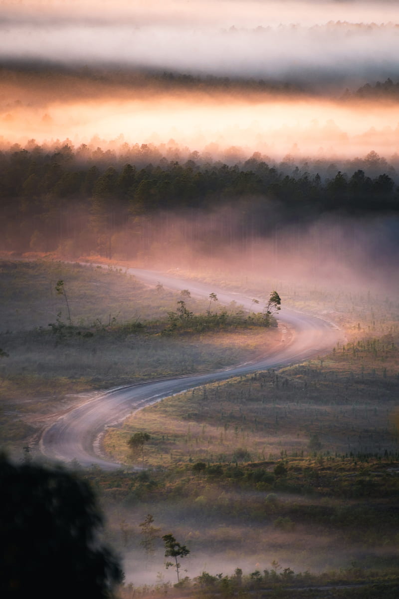 road, winding, fog, trees, HD phone wallpaper