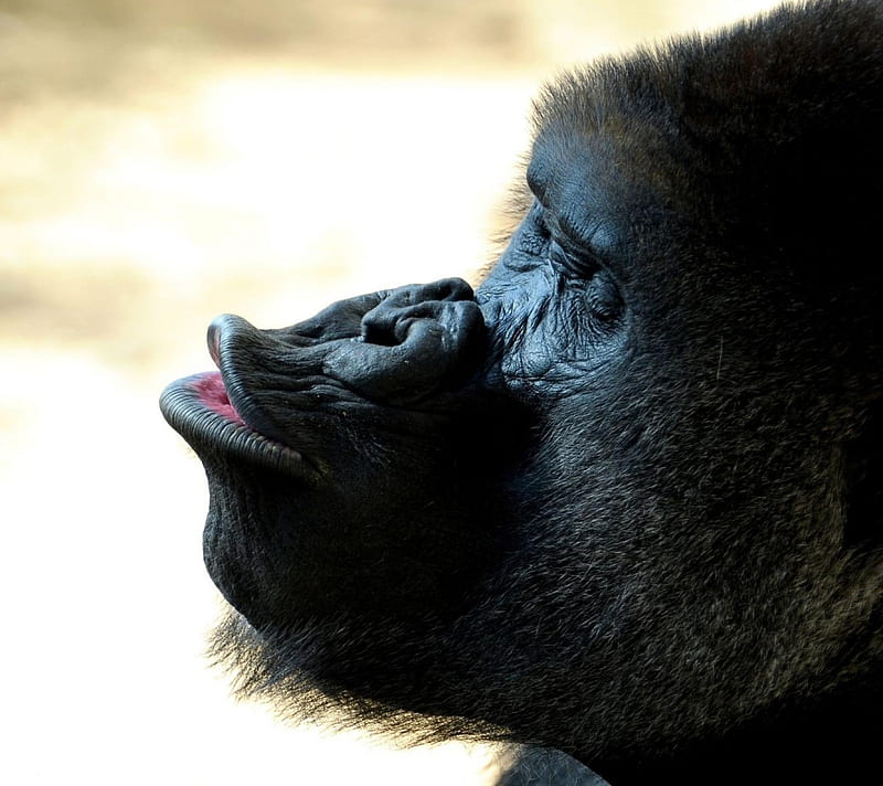 Just A Kiss, chimpanzee, HD wallpaper