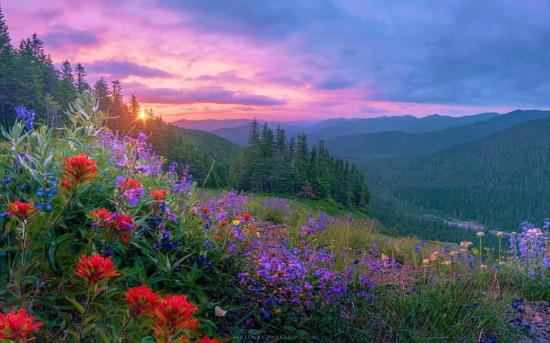 Wild flowers and a wild sunset on Mount Hood, Oregon, sky, usa ...