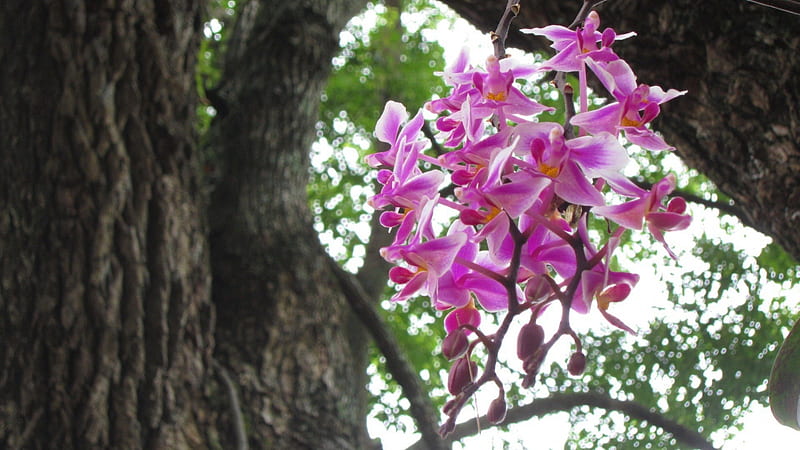 Pretty orchids, rural, Pretty, tree, orchids, flower, pink, HD wallpaper