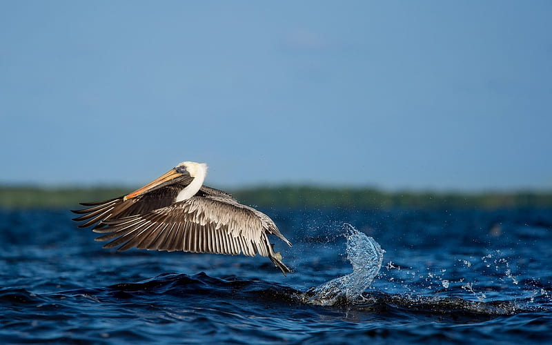 pelican, lake, taking off, bird, splash, flight, HD wallpaper