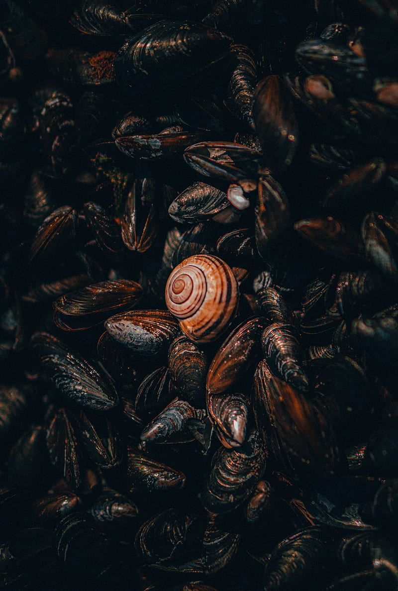 snail, mussels, shells, nautical, HD phone wallpaper