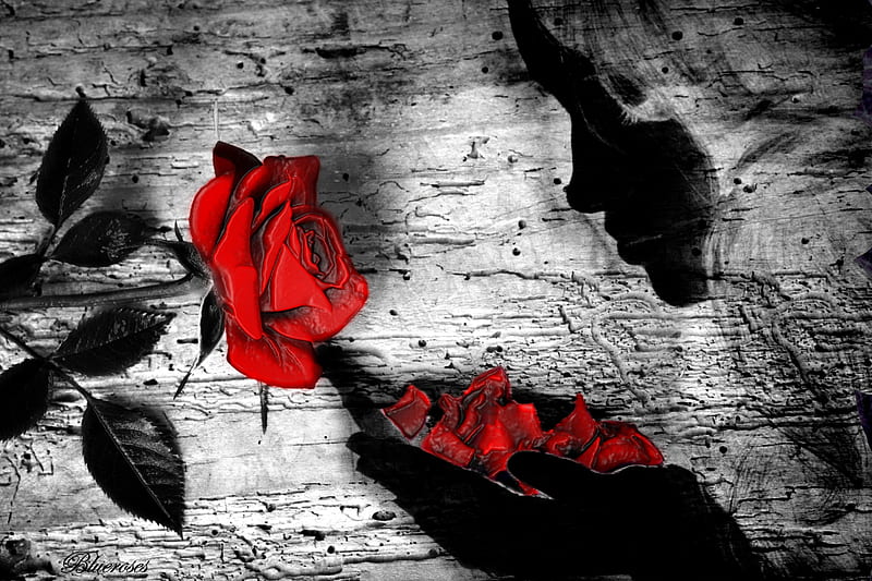 Because the beauty hidden within us..., red, rose, black, woman, wrap, figure, gris, plastic, petals, two colours, single, HD wallpaper