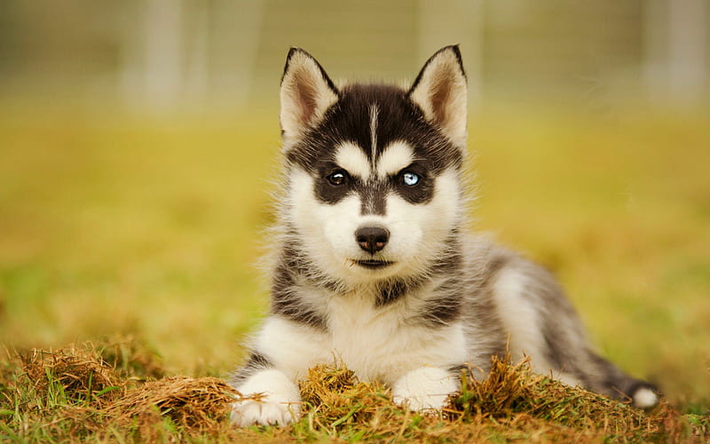 Siberian Husky, bokeh, pets, heterochromia, cute animals, Husky, dogs, Siberian Husky Dog, HD wallpaper