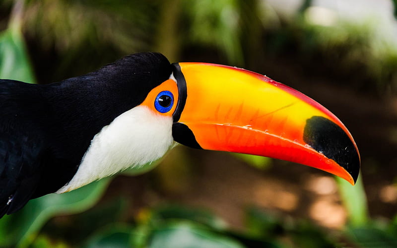 toucan-ecological animal, HD wallpaper