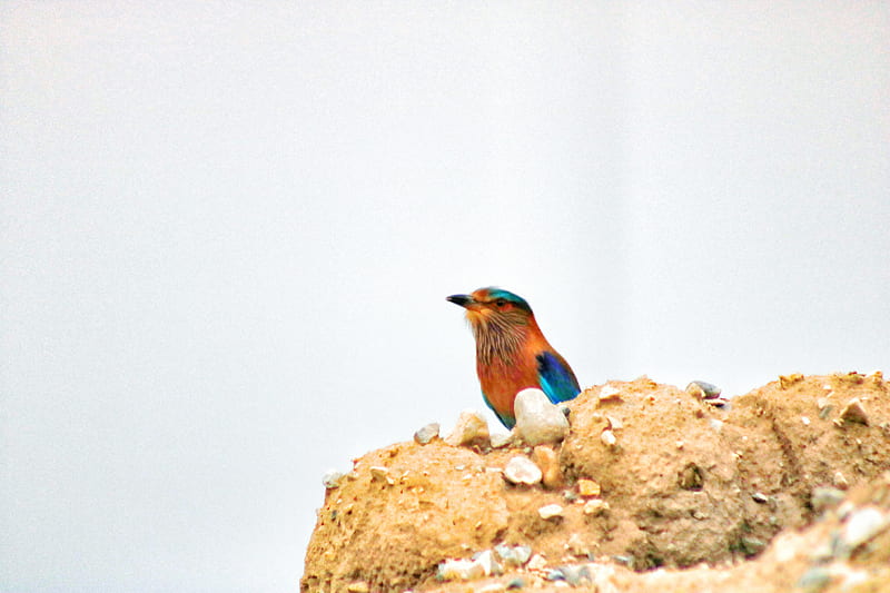 Bird, blue, canon, clouds, colours, colours of life, love, mud house, oman, rainy, stones, HD wallpaper