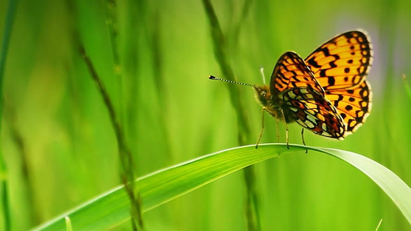 Sitting lovely, fritillary butterfly, butterfly, blade, grass, sitting, green grass, HD wallpaper