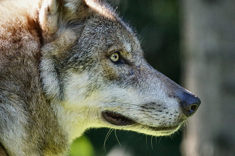 Wolf Head Profile F, lobo, beautiful, canine, animal, graphy, wide screen, wildlife, wolf, HD wallpaper