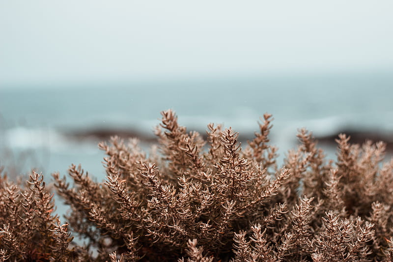 Brown plant in close up graphy, HD wallpaper | Peakpx