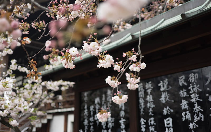 spring flowering, cherry blossom, spring, japan, pink flowers, HD wallpaper