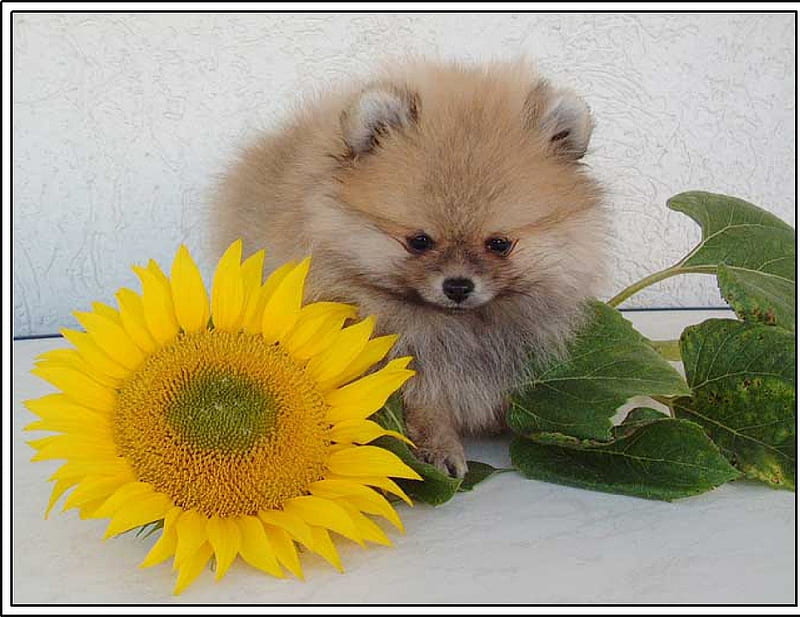 I adore SunFlowers, pomeranian, autumn, halloween, yellow, sunflower, greeting, sweetheart, love, siempre, precious, soul, animals, puppy, dog, HD wallpaper