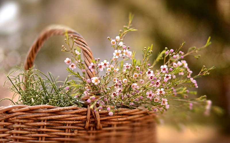bouquet, basket, wildflowers, HD wallpaper