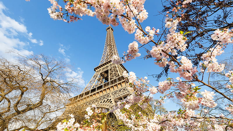 Upward View Of Paris Eiffel Tower With White Flowers With Background Of Blue Sky Travel, HD wallpaper