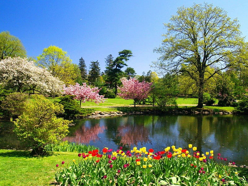 Summer park, pretty, colorful, shore, grass, bonito, bushes, floral, nice, green, flowers, tulips, reflection, lovely, fresh, park, sky, lake, tree, summer, garden, nature, lakeshore, HD wallpaper