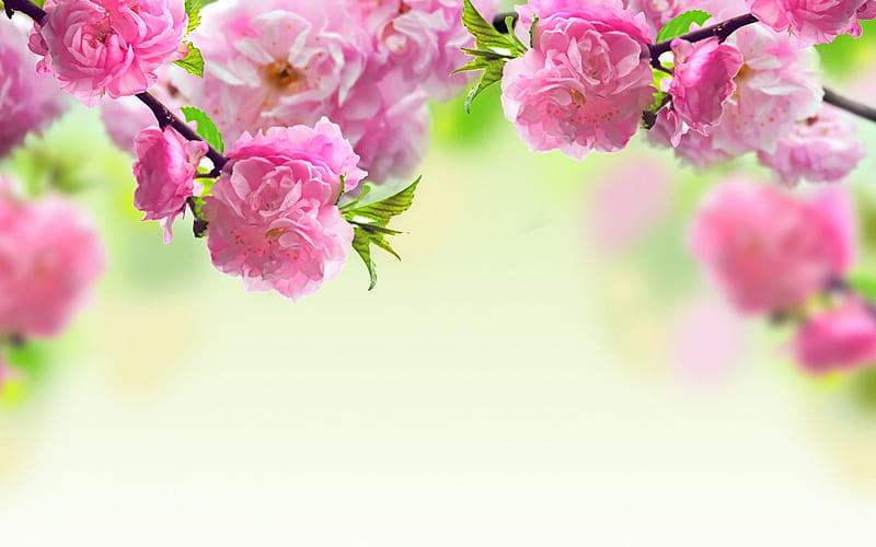 Very Nice, lovely, flowers, spring, season, roses, pink, HD wallpaper