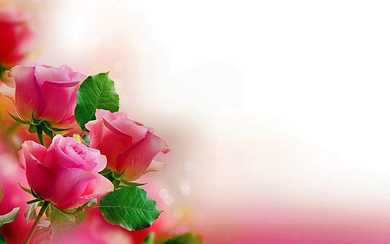 Flores, flor, rosa, pastel, rosa rosa, Fondo de pantalla HD | Peakpx