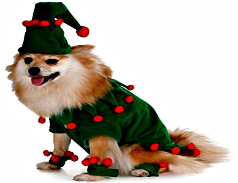 Elf Dog, Christmas, Dog, Elf, Hat, Costume, Animals, HD wallpaper