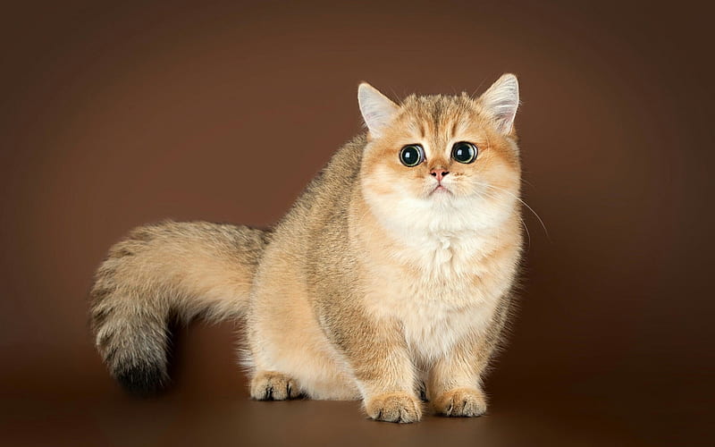 Exotic Shorthair cat, cute brown cat, big eyes, short-haired breeds of cats, pets, cats, HD wallpaper