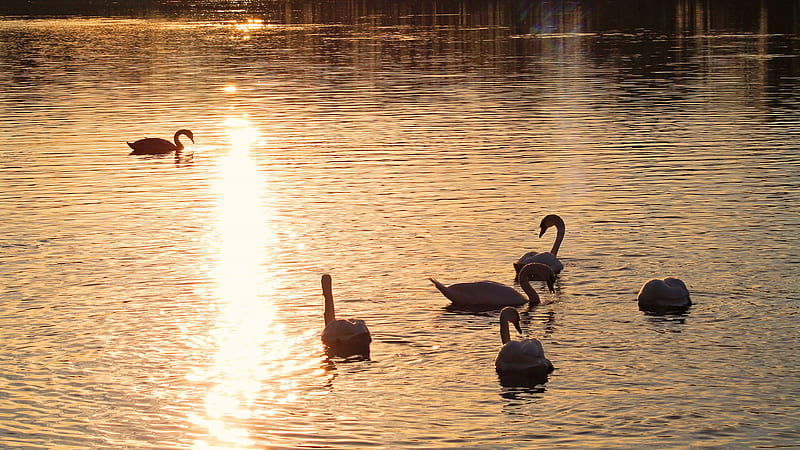 Birds, Mute swan, Bird, Mute Swan, Sunset, Swan, Wildlife, HD wallpaper