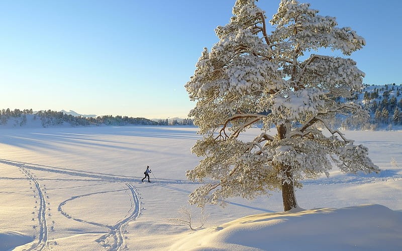 Winter Scene, tree, skier, snow, field, winter, HD wallpaper