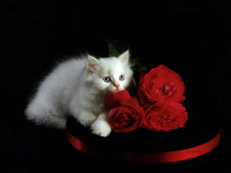 Valentine's Day Roses, red roses, Valentine s day, cats, animals, Persian kitty, HD wallpaper