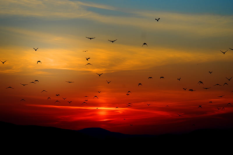 Flock of Birds Flying Above the Mountain during Sunset, HD wallpaper