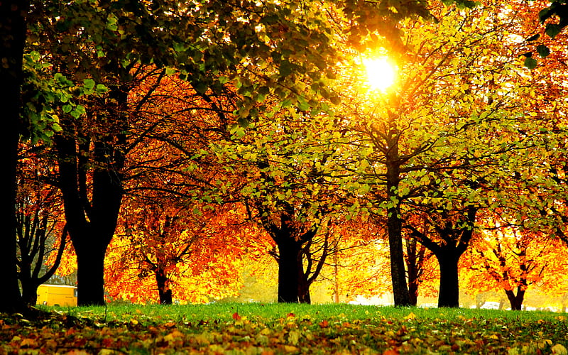 Autumn Splendor, fall, colorful, autumn, sun, grass, woods, autumn leaves, bonito, sunset, magic, leaves, splendor, green, beauty, forest, lovely, view, sunlight, colors, park, trees, tree, sunrays, rays, autumn colors, peaceful, nature, HD wallpaper