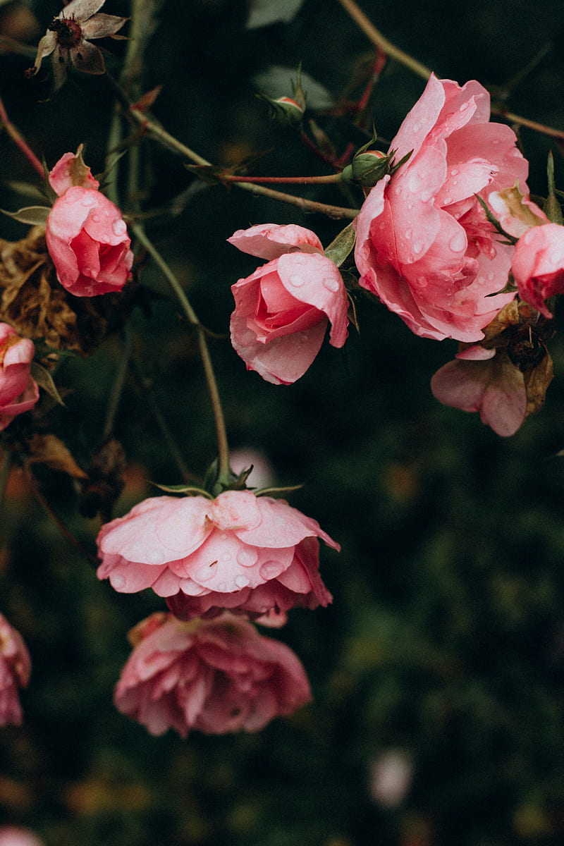 rose, flowers, bushes, petals, pink, HD phone wallpaper