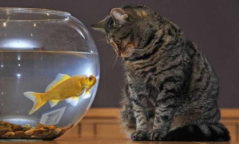 Cat and goldfish., water, fish, cat, animal, bowl, goldfish, HD wallpaper