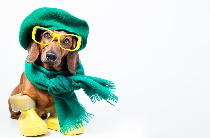 Ready for winter wind, boots, wind, glasses, caine, yellow, winter, hat, green, scarf, funny, fashion, dog, HD wallpaper
