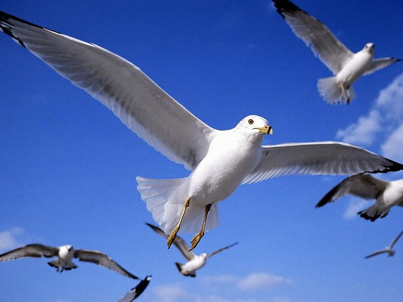Herring Gulls, herring gull, food, bird, sea, HD wallpaper