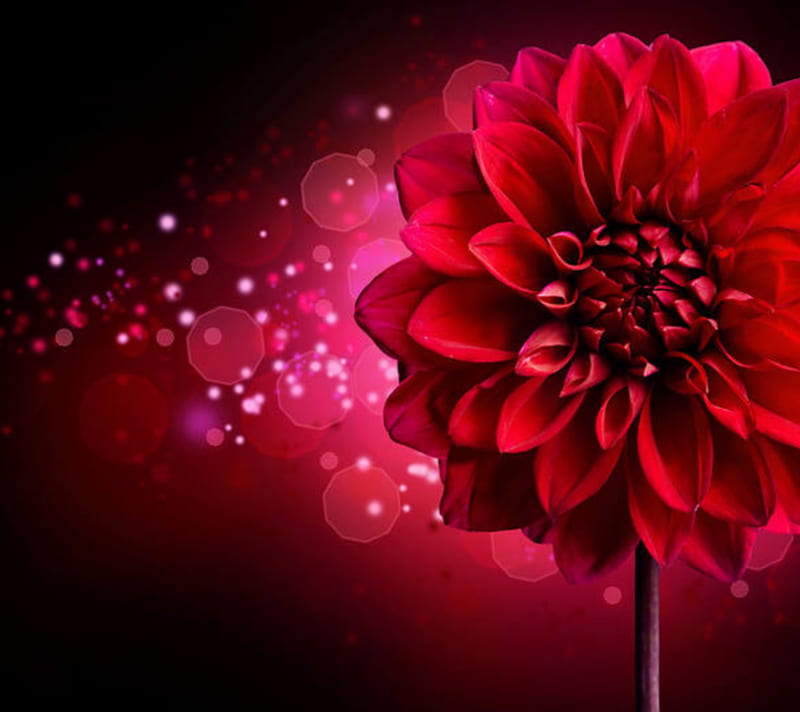 2160x1920px, dahlia, flower, light, purple, red, HD wallpaper