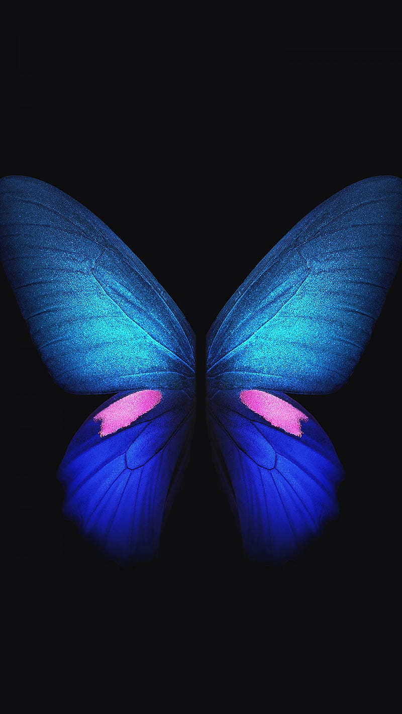 Blue Butterfly , blue butterfly , samsung galaxy fold, creative, graphics, HD phone wallpaper