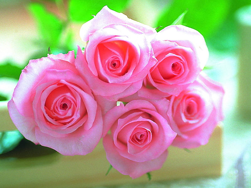 Pink Roses, five, roses, pink, HD wallpaper