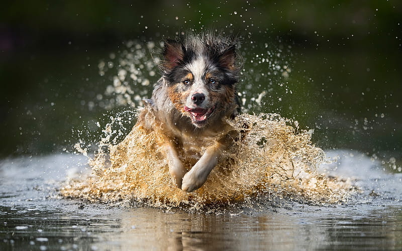 Australian Shepherd, Aussie, running dog, river, water, spray, wet dog, pets, HD wallpaper