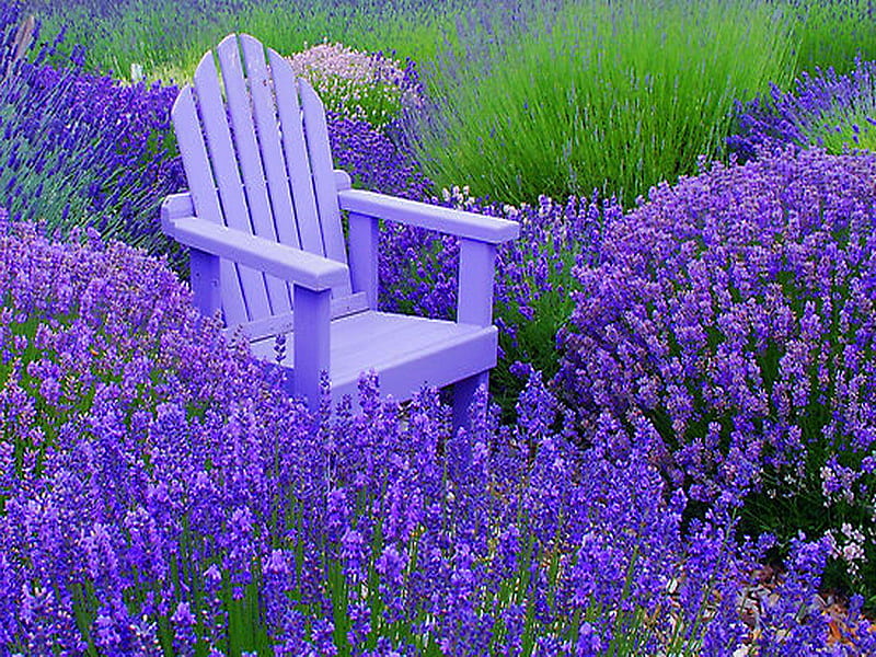 Lost in spring, purple, grass, flowers, bench, spring, lavender, blue chair fragrance, field, HD wallpaper