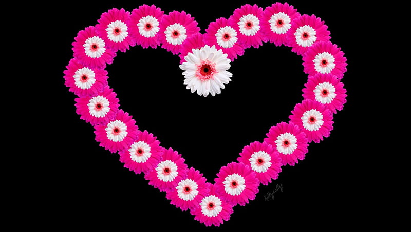 Pink Daisy Heart, daisies, flowers, black, Heart, pink, daisy, HD