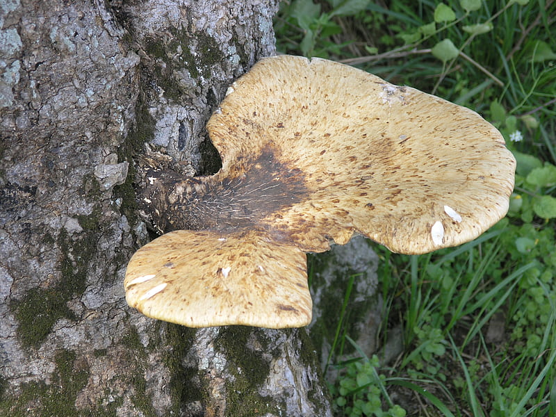 Fungus on a tree, summer, fungus, tree, woods, HD wallpaper