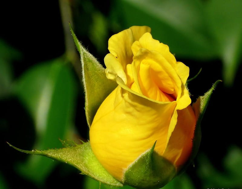 Forever Yellow, blossom, bloom, rosebud, rose, siempre, yellow, HD wallpaper