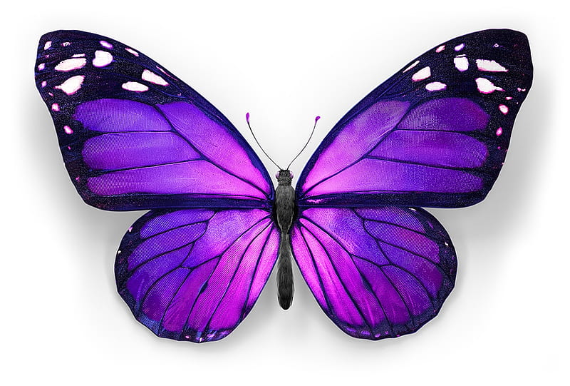 Butterfly, marcelo souza, purple, fluture, white, telus canada, HD wallpaper