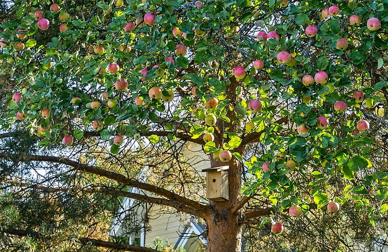 Apple Tree, garden, apple, nature, tree, HD wallpaper