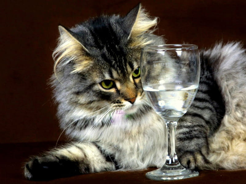 CAT,DRUNK,GLASS,greey,black, hairy,angry, glass, angr, drunk, greey, black, cat, hairy, HD wallpaper
