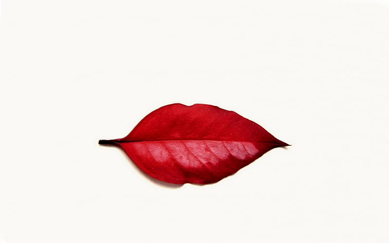 Red Leaf, red, rot, lips, abstract, leaf, HD wallpaper