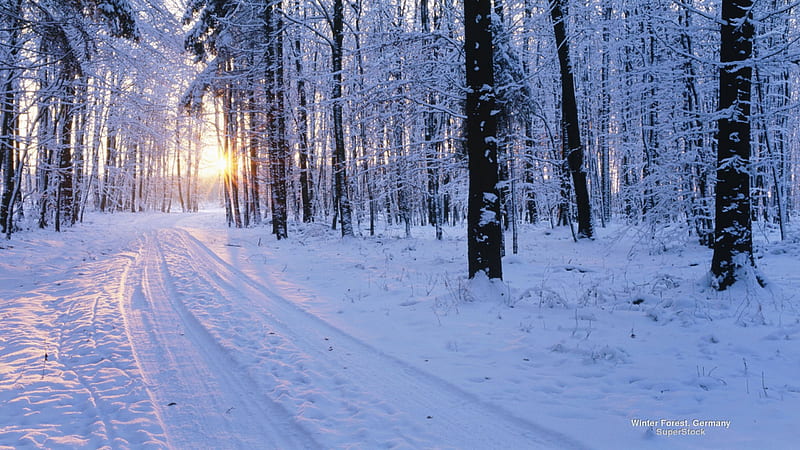 Winter Forest in Germany, germany, snow, nature, forests, winter, HD ...