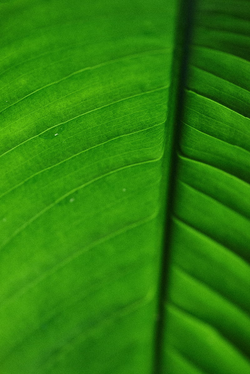 leaf, veins, macro, surface, green, HD phone wallpaper