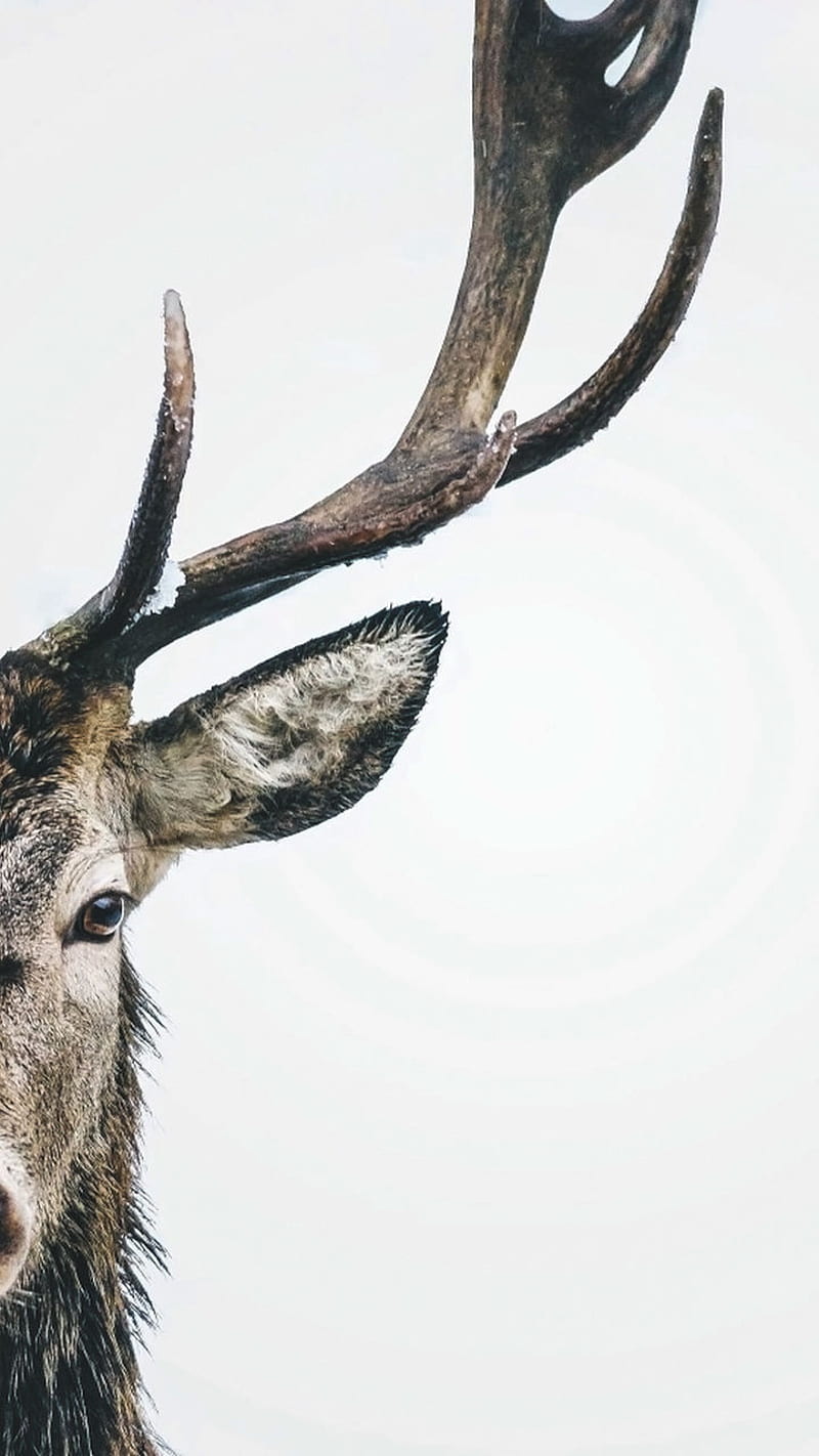 deer profil, buck, elk, head, hunt, hunter, hunting, tail, white, HD phone wallpaper