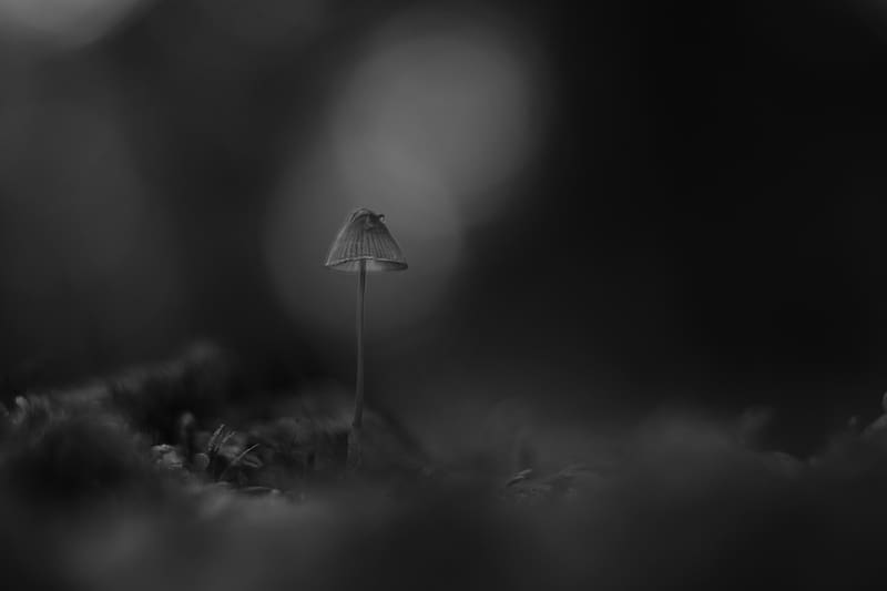 mushroom, macro, black and white, blur, HD wallpaper