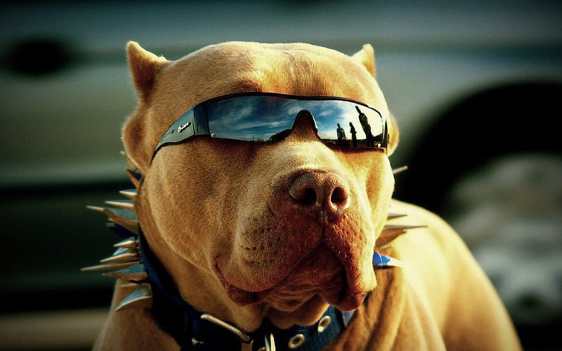 Pitbull Got Swag, pitbull, dog, animals, glasses, HD wallpaper