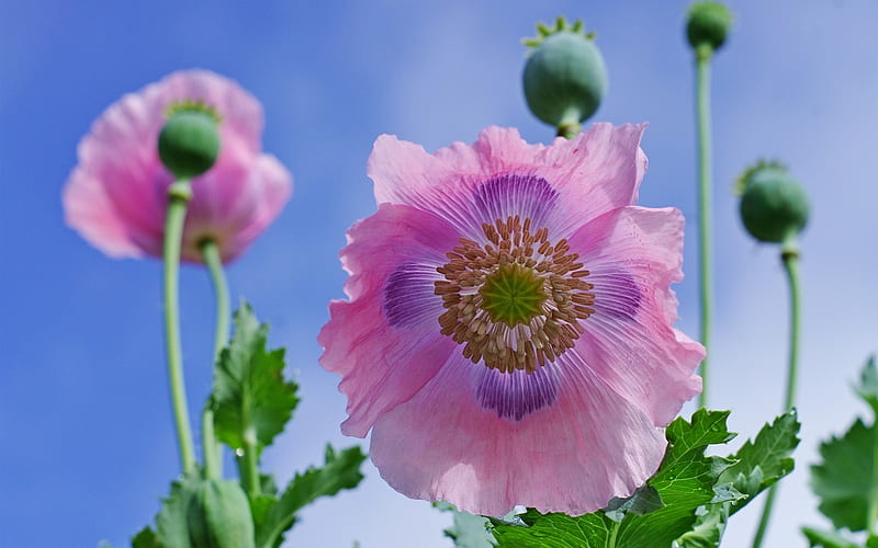 pink poppy, close-up, buds, leaves, sky, Flowers, HD wallpaper